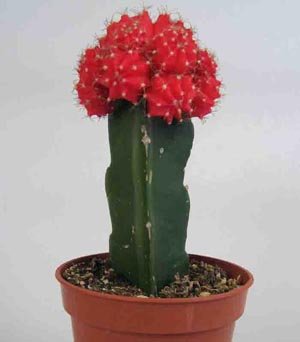 Gymnocalycium_mihanovichii_'Hibotan'_red